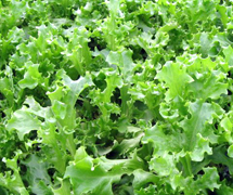 Sustainable, Organic Heirloom Lettuce