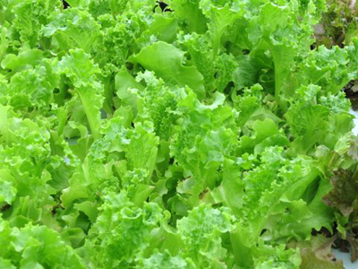 Sustainable, Organic Heirloom Lettuce