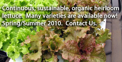 Continuous, sustainable organic heirloom lettuce.