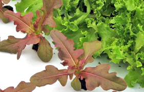 Sustainable, Organic Heirloom Lettuce
